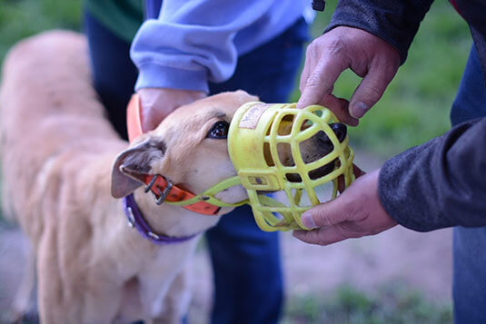 Greyhound with muzzle