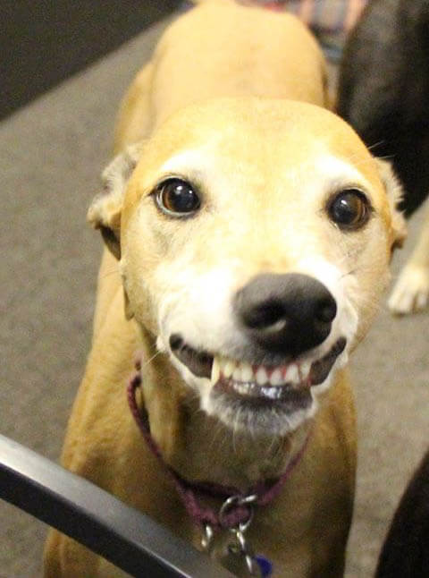 smiling Greyhound