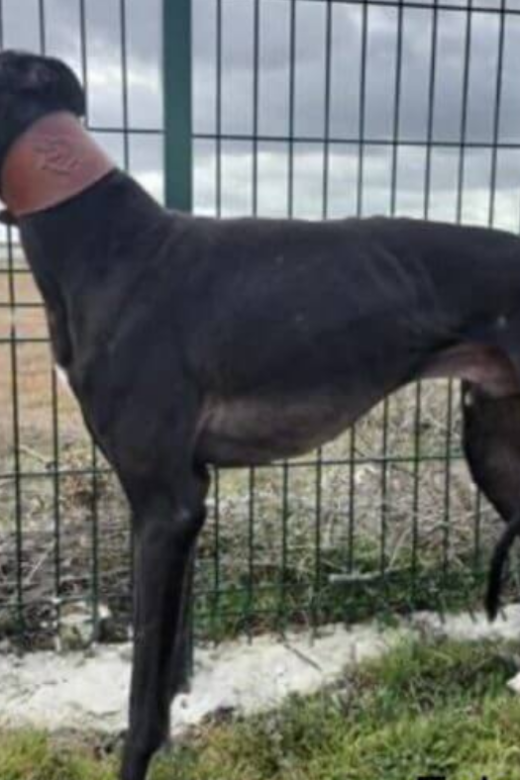 American Greyhound Elo