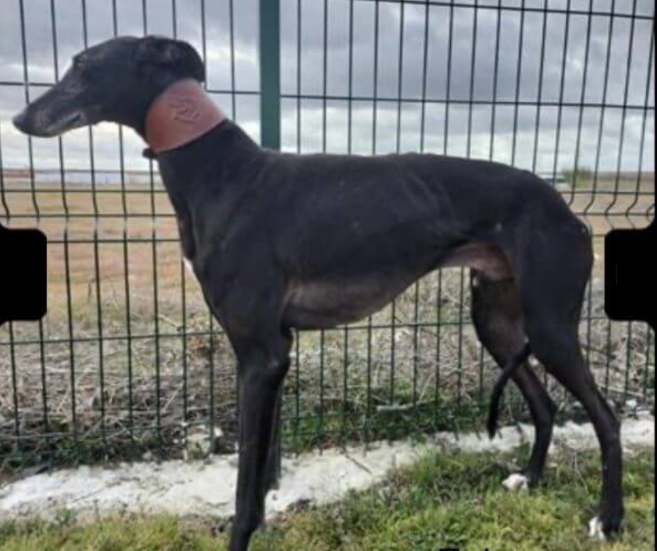 American Greyhound Elo