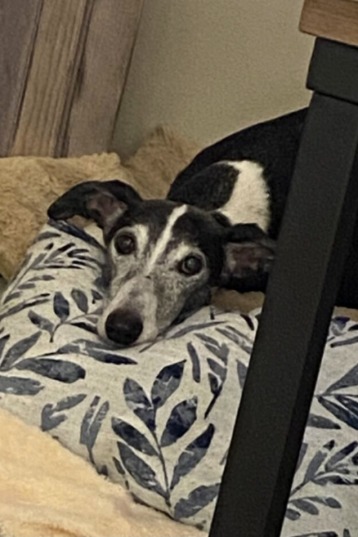 Galgos American Greyhound