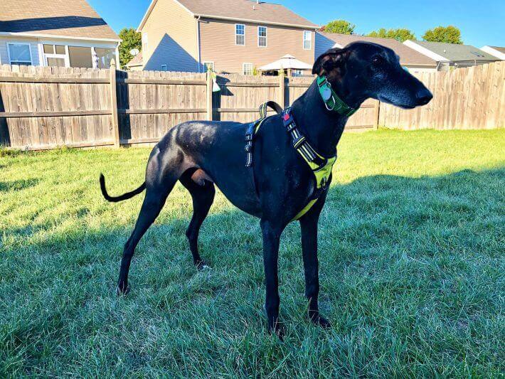 Galgo