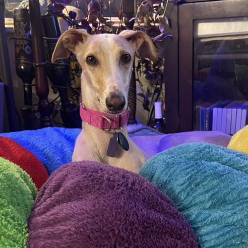 Hueso an adoptable fawn galgo