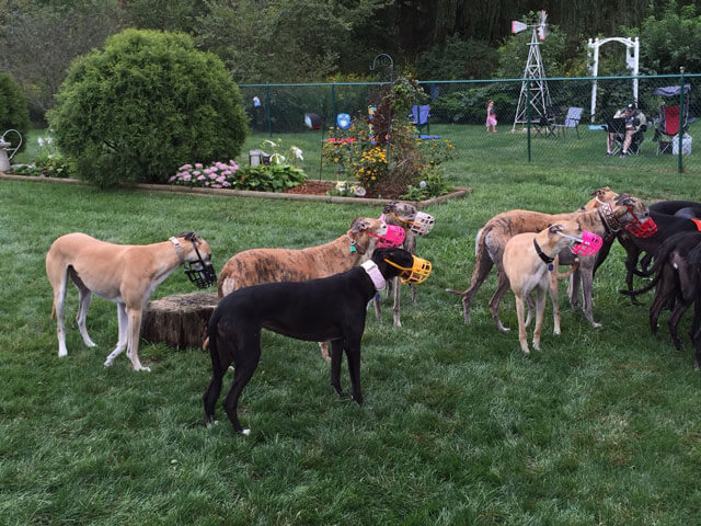 Greyhounds