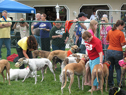 Greyhounds