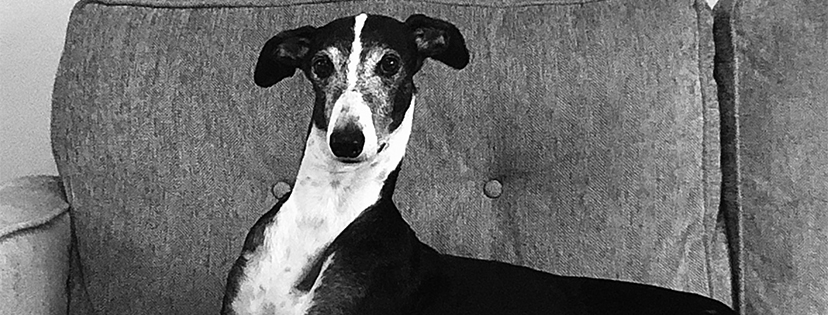 Galgo Loki being regal