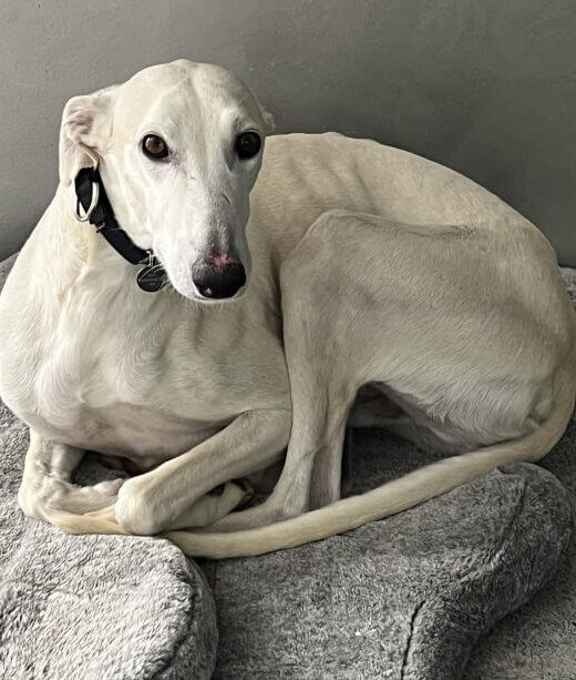 white Greyhound