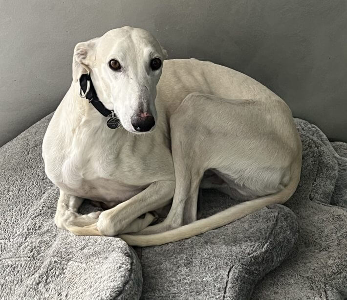 white Greyhound