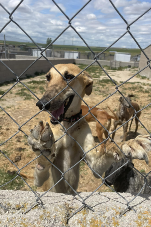 Galgos from Spain American Greyhound