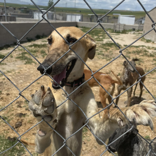 Galgos from Spain American Greyhound
