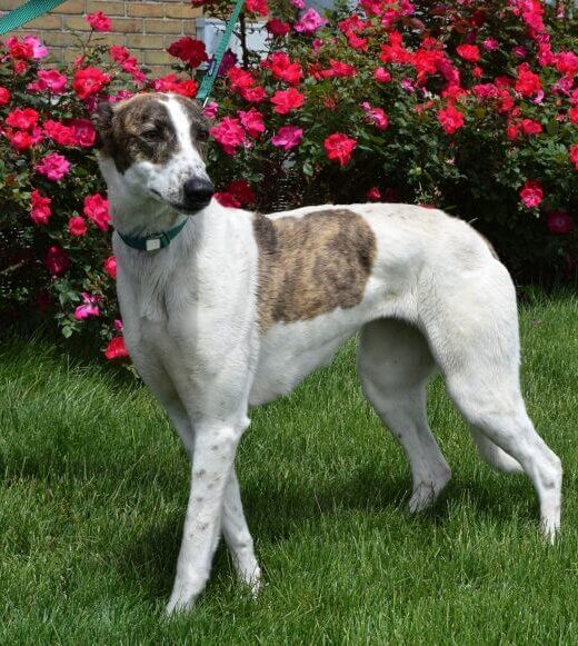 Greyhound Lurcher