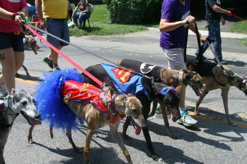 Greyhounds