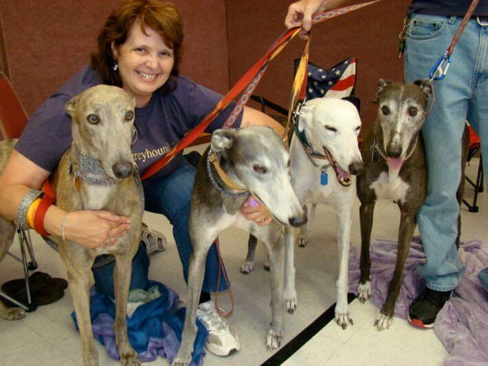 Greyhounds