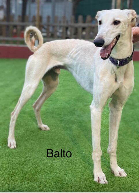 balto American Greyhound