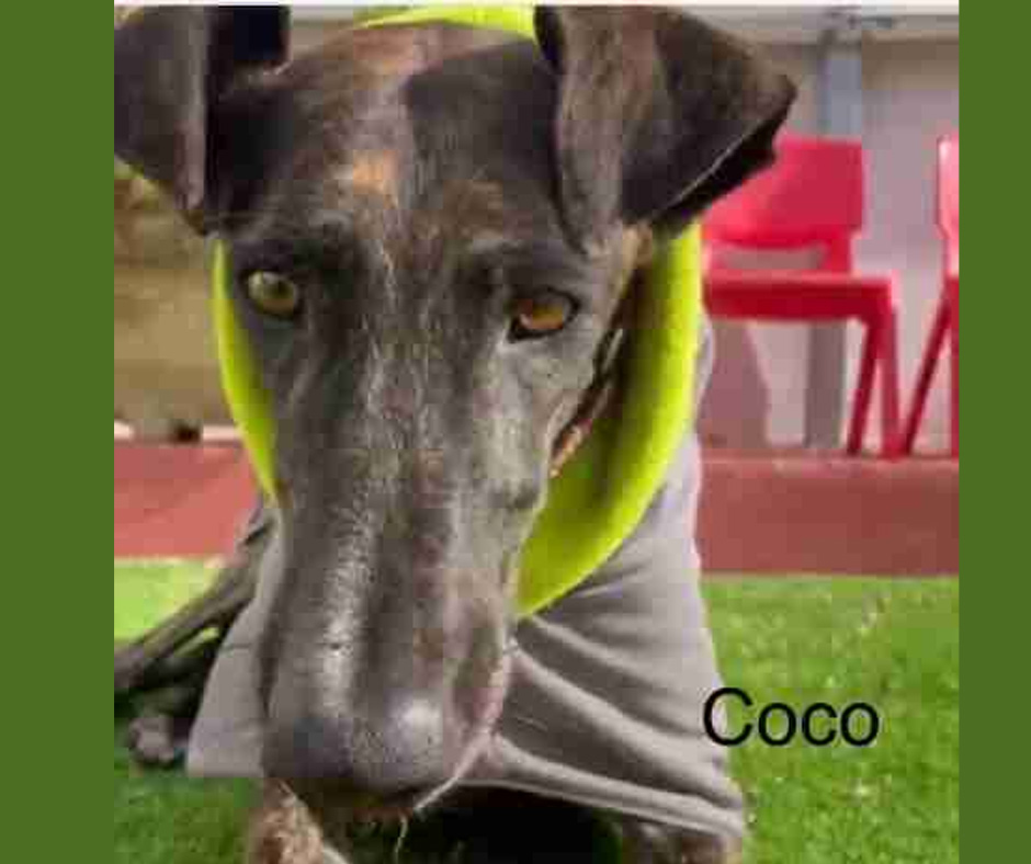 male galgo