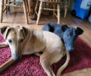 jib jab and tubs American Greyhound