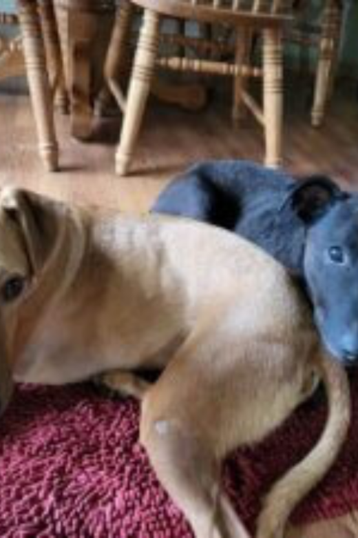 jib jab and tubs American Greyhound