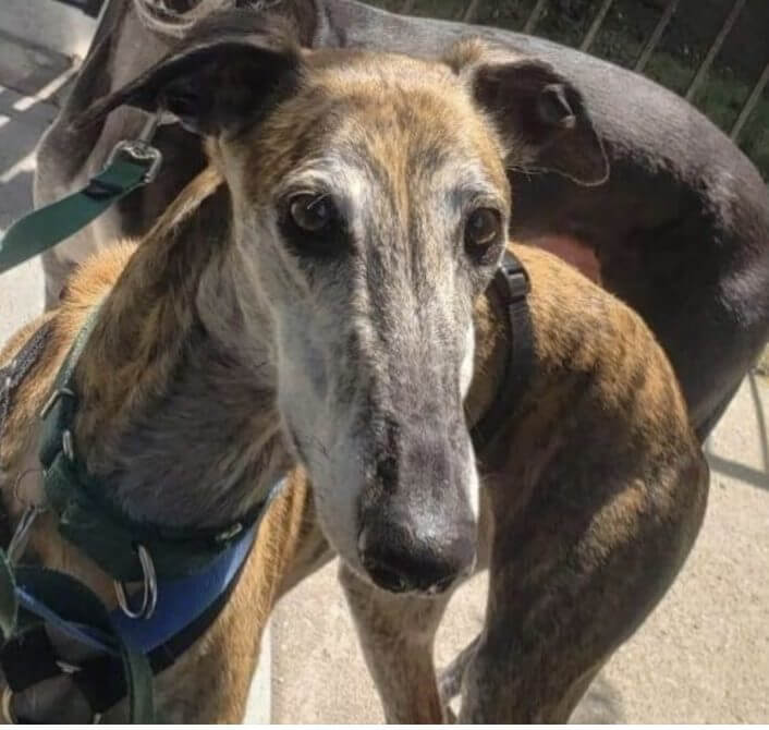 Adoptable Galgo