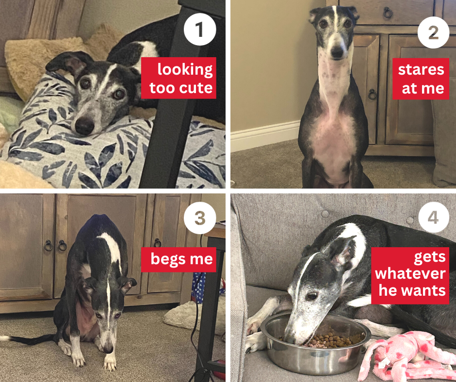 Galgo Loki getting whatever he wants