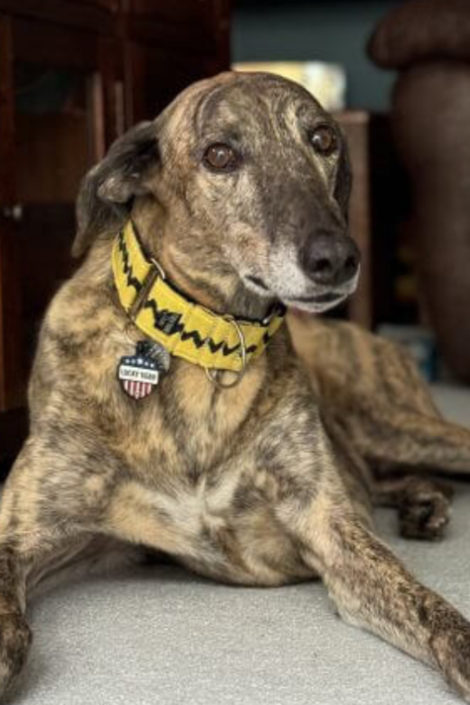 American Greyhound Otis