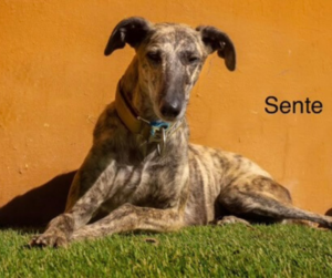 American Greyhound Sente