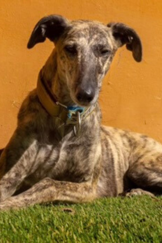 American Greyhound Sente