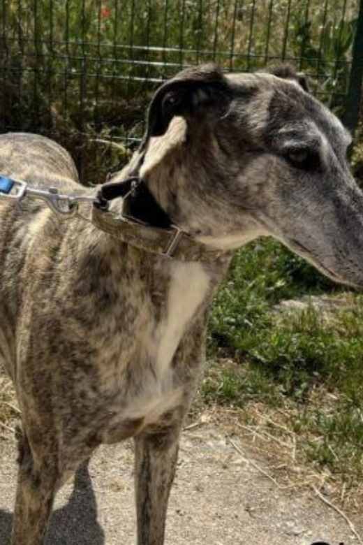 American Greyhound Shaun