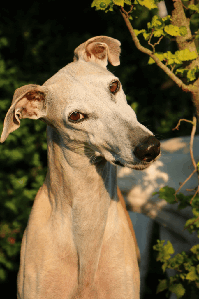 Fostering Greyhounds