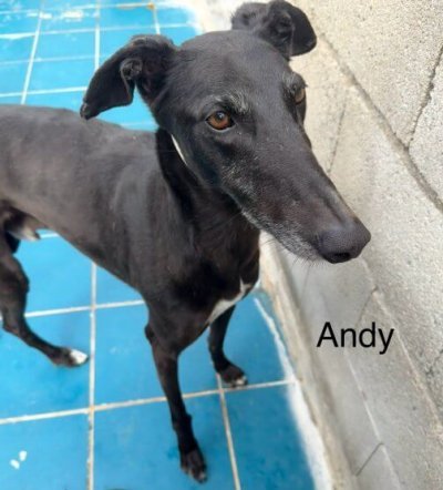 adoptable galgo