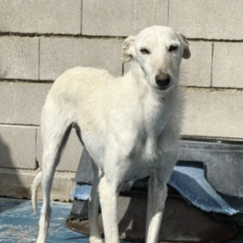 adoptable galgo