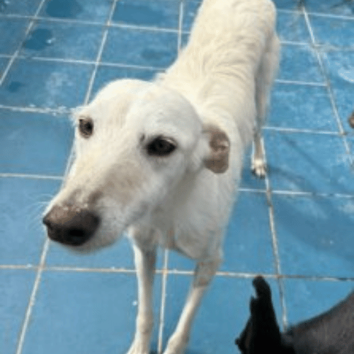 Barbas - Galgo