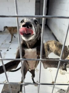 adoptable galgo