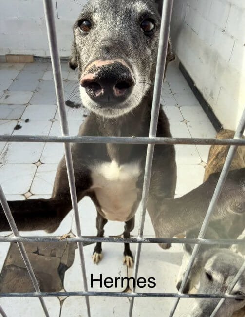 adoptable galgo