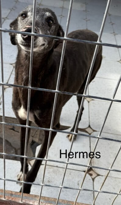 adoptable galgo