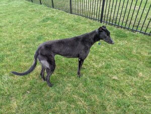 Lummox retired racing greyhound for adoption