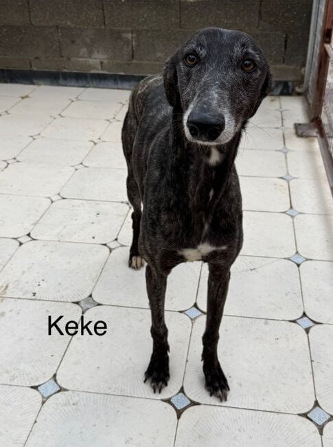 Keke is an adoptable galgo