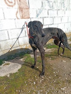 Brindle adoptable galgo