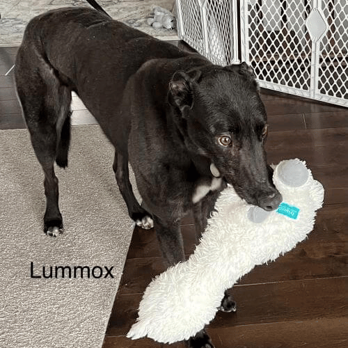 Lummox a retired racing greyhound