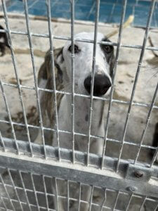 Pura - Galga for adoption