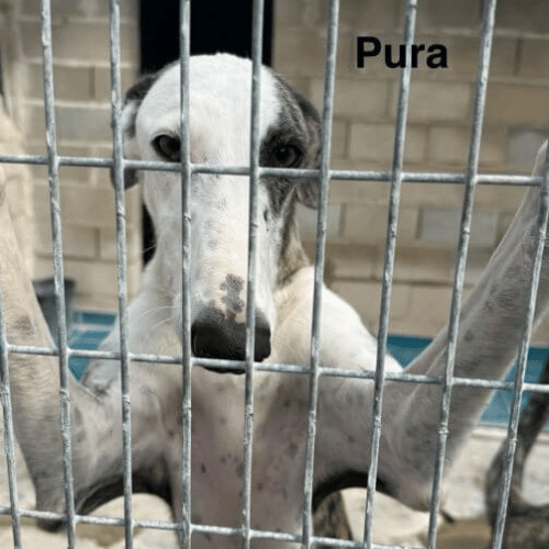 Pura - Galga for adoption