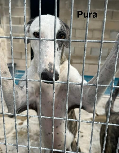 Pura - Galga for adoption