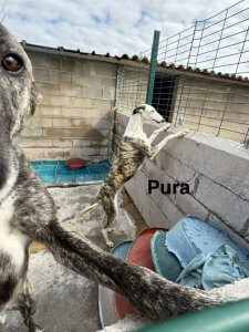 Pura - Galga for adoption