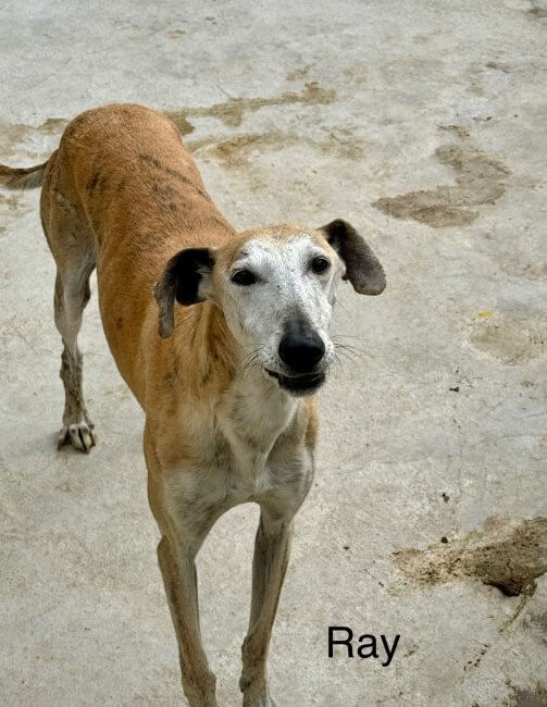adoptable galgo