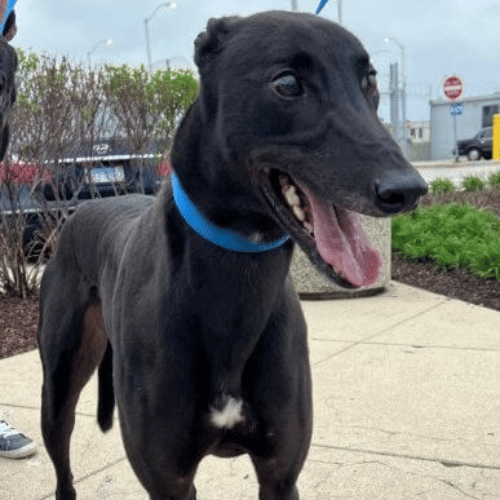 Rocket retired racing greyhound