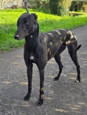 retired racing greyhound