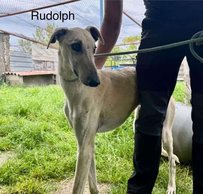 Rudolph - adoptable Galgo