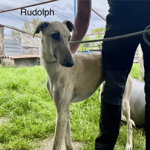 Rudolph - Galgo for adoption