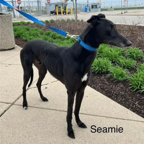 retired racing greyhound
