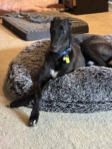 Black Retired Racing Greyhound - Tiger