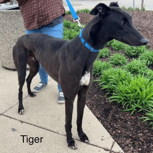 Black Retired Racing Greyhound - Tiger